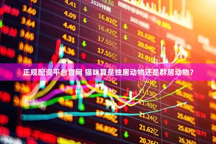 正规配资平台官网 猫咪算是独居动物还是群居动物？